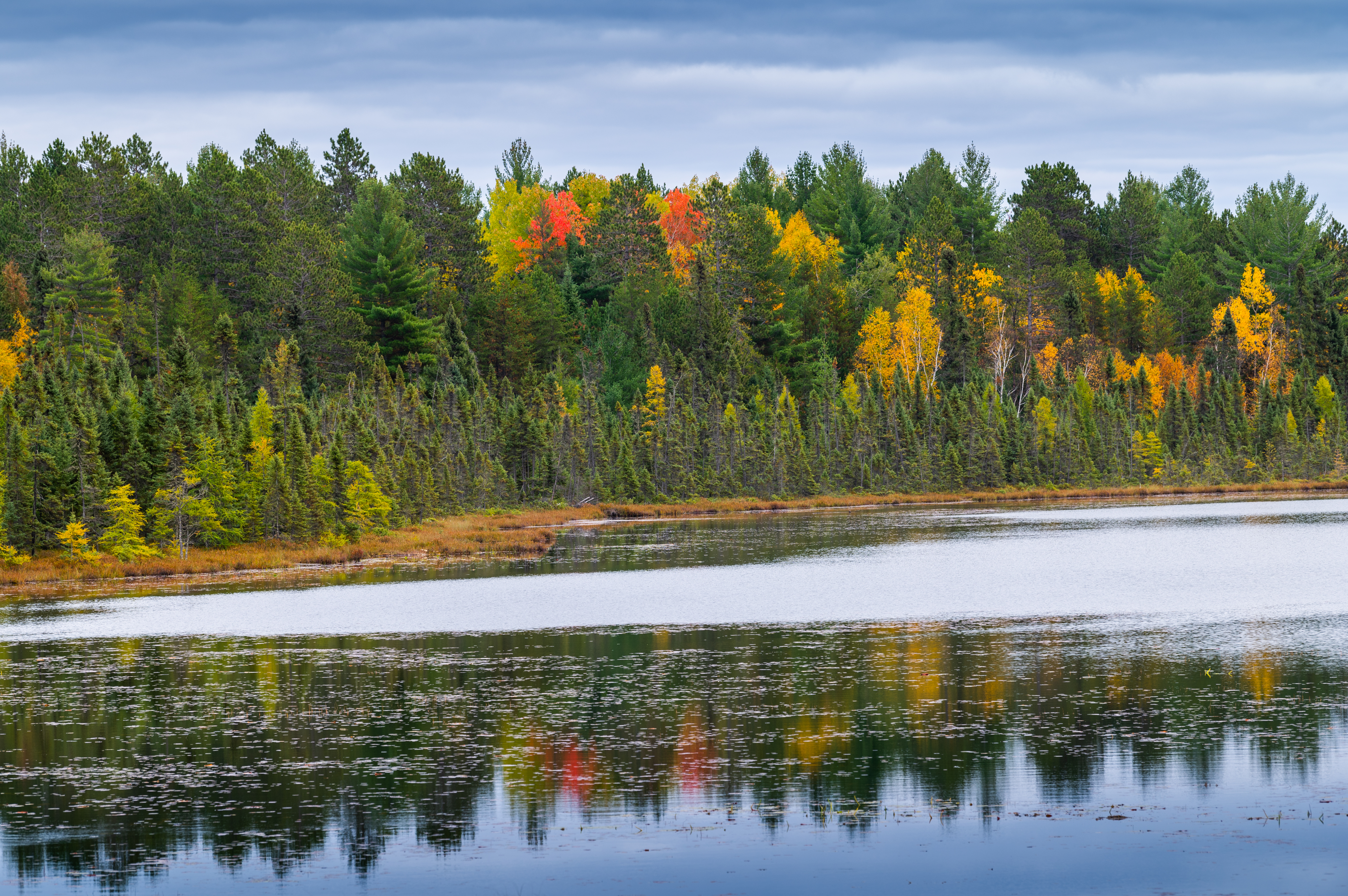 Forested shoreline within the Minnesota Heritage Forest area.